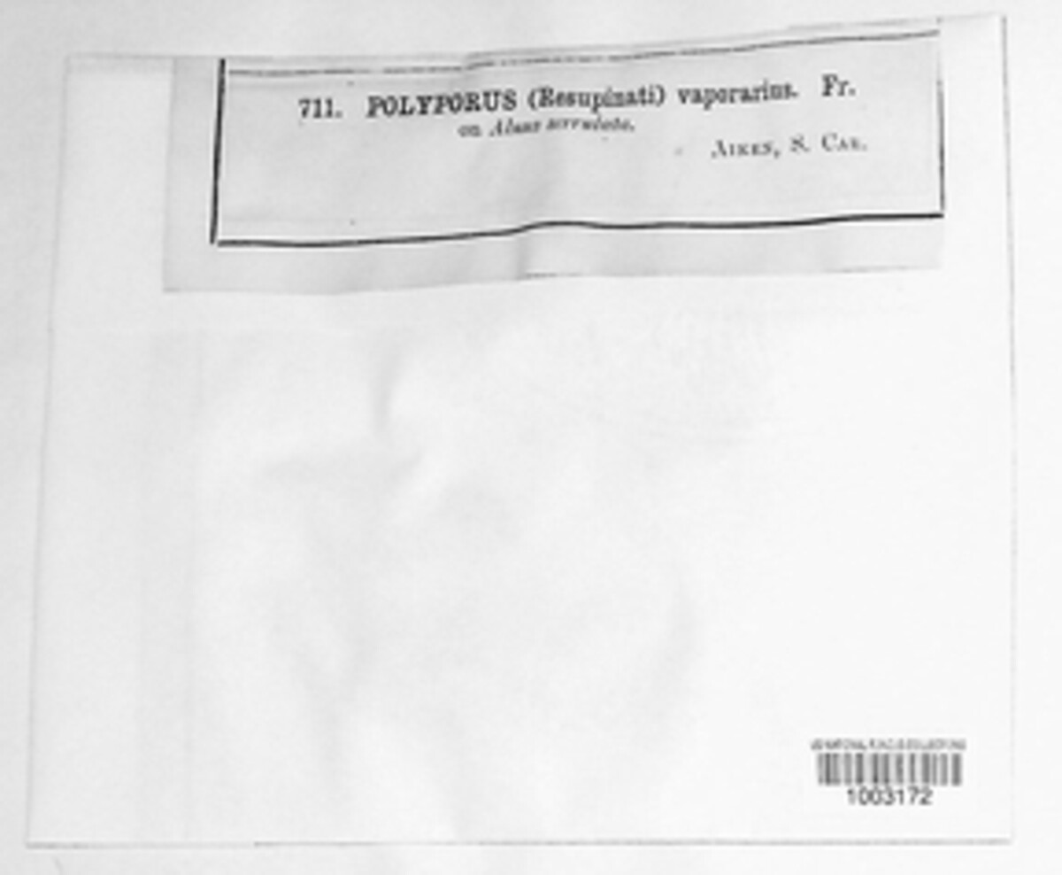 Fibroporia vaillantii image
